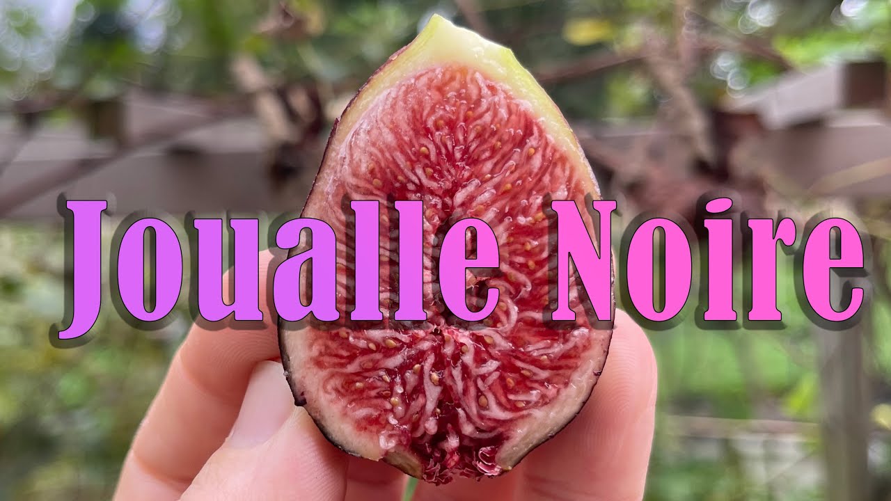 Fig Variety Review: Joualle Noire - YouTube
