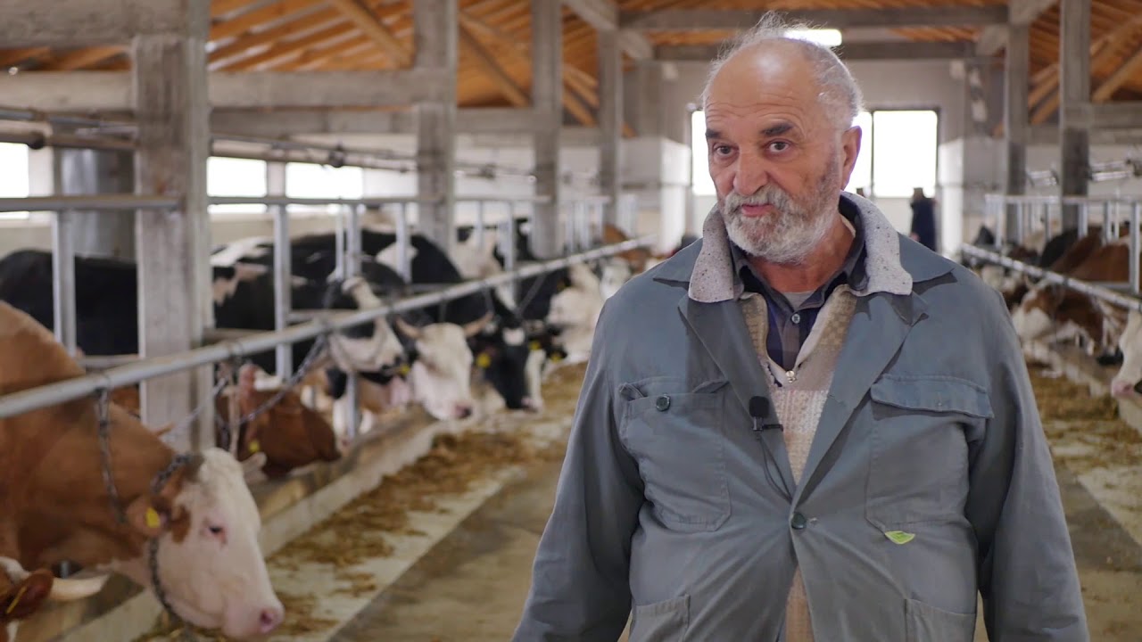 Naša priča ep. 239 19.03.2020. Tov junadi, mlečno govedarstvo, gazdinstvo Lukić, selo Subotica