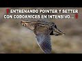 Entrenando POINTER y SETTER con CODORNICES en Intensivo