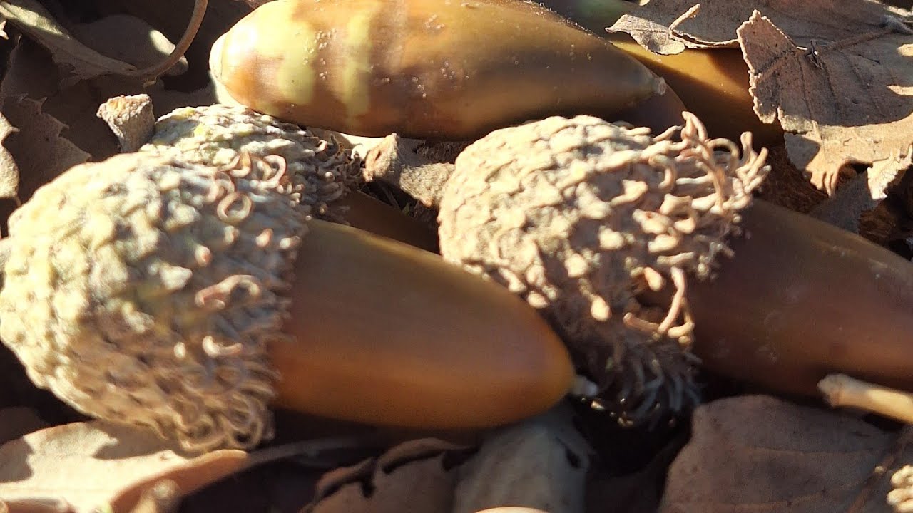 Oak, the beautiful fruit of the forest