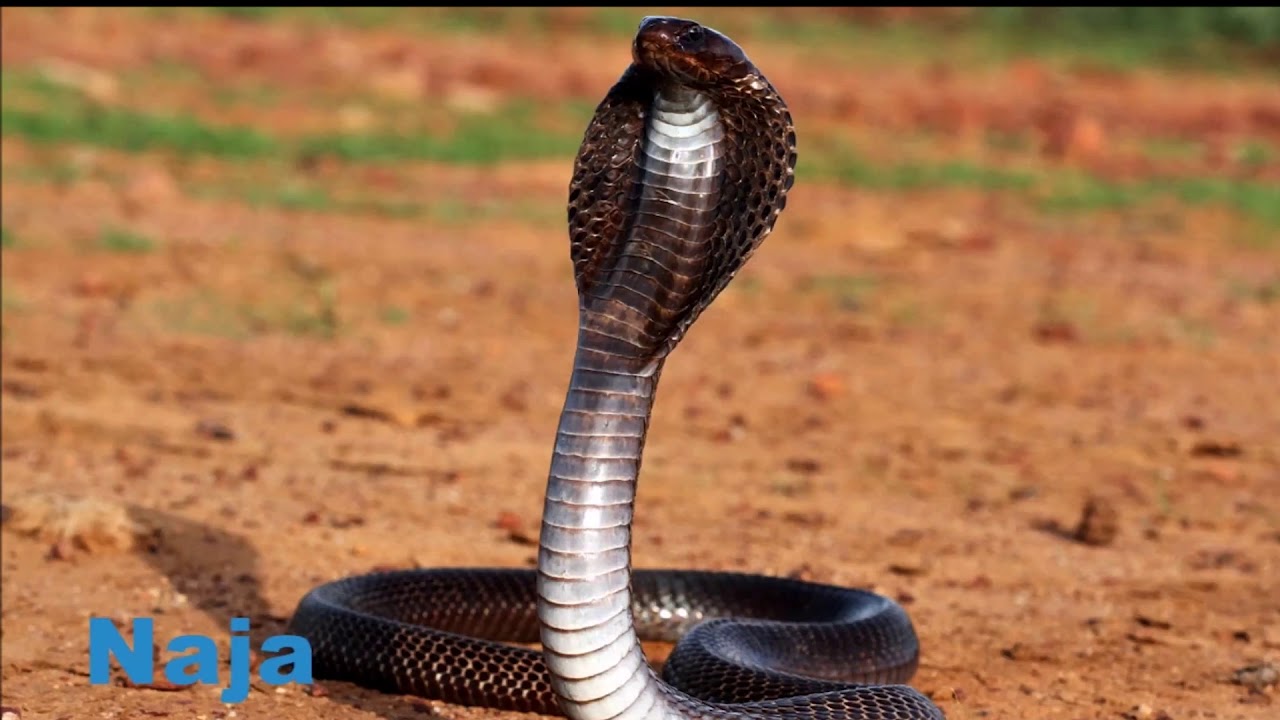 COBRAS VENENOSAS