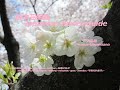 白い煌めき？！White glitter? !!　大島桜（おおしまざくら）Prunus lannesiana　季節の花　日本花図鑑　Japanese flower guide