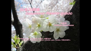 白い煌めき？！White glitter? !!　大島桜（おおしまざくら）Prunus lannesiana　季節の花　日本花図鑑　Japanese flower guide