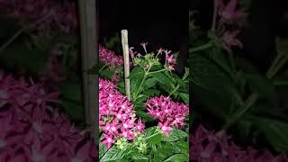 Download Lagu pentas and polynator#shorts MP3