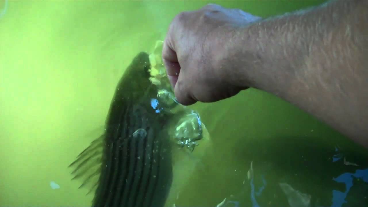 SMITH ISLANDmd.aaa. JERRY smith feeds his pet rock fish YouTube