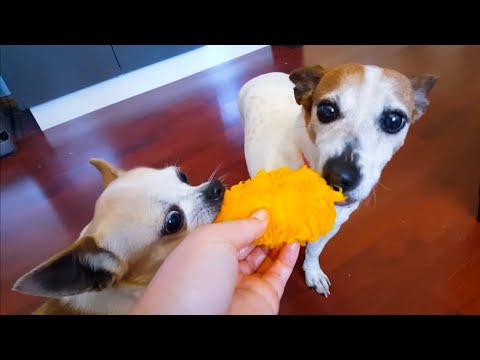 Dogs Eating Mango