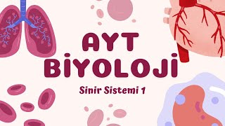 AYT BİYOLOJİ | SİNİR SİSTEMİ : Sinir Doku