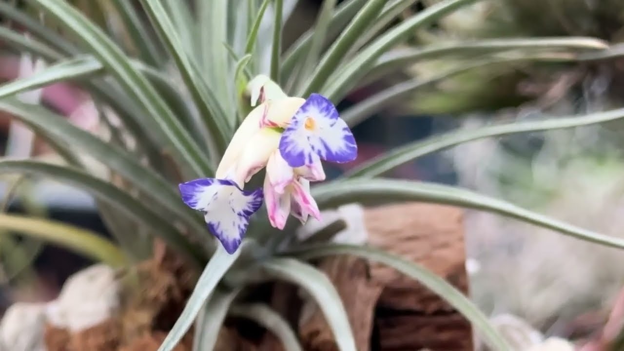 チランジア アエラントス マージナータ(セミアルバ)Tillandsia