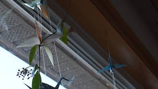 Hoya gracilis - flower buds