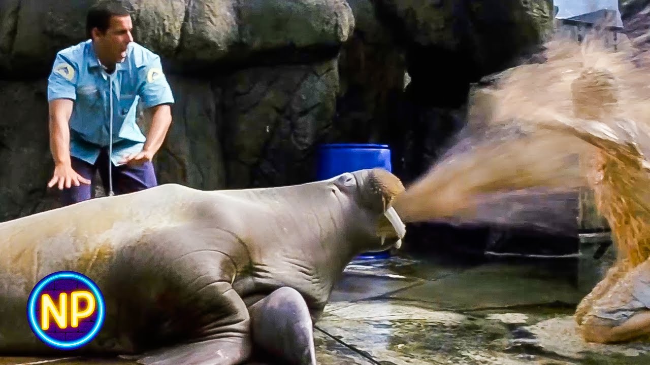 The Walrus Has Some Stomach Problems | 50 First Dates (2004) | Now Playing
