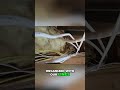 Organizing Wires & Pipes: Satisfying DIY Home Improvement ASMR #shorts