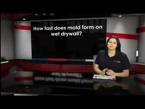 How fast does mold form on wet drywall?