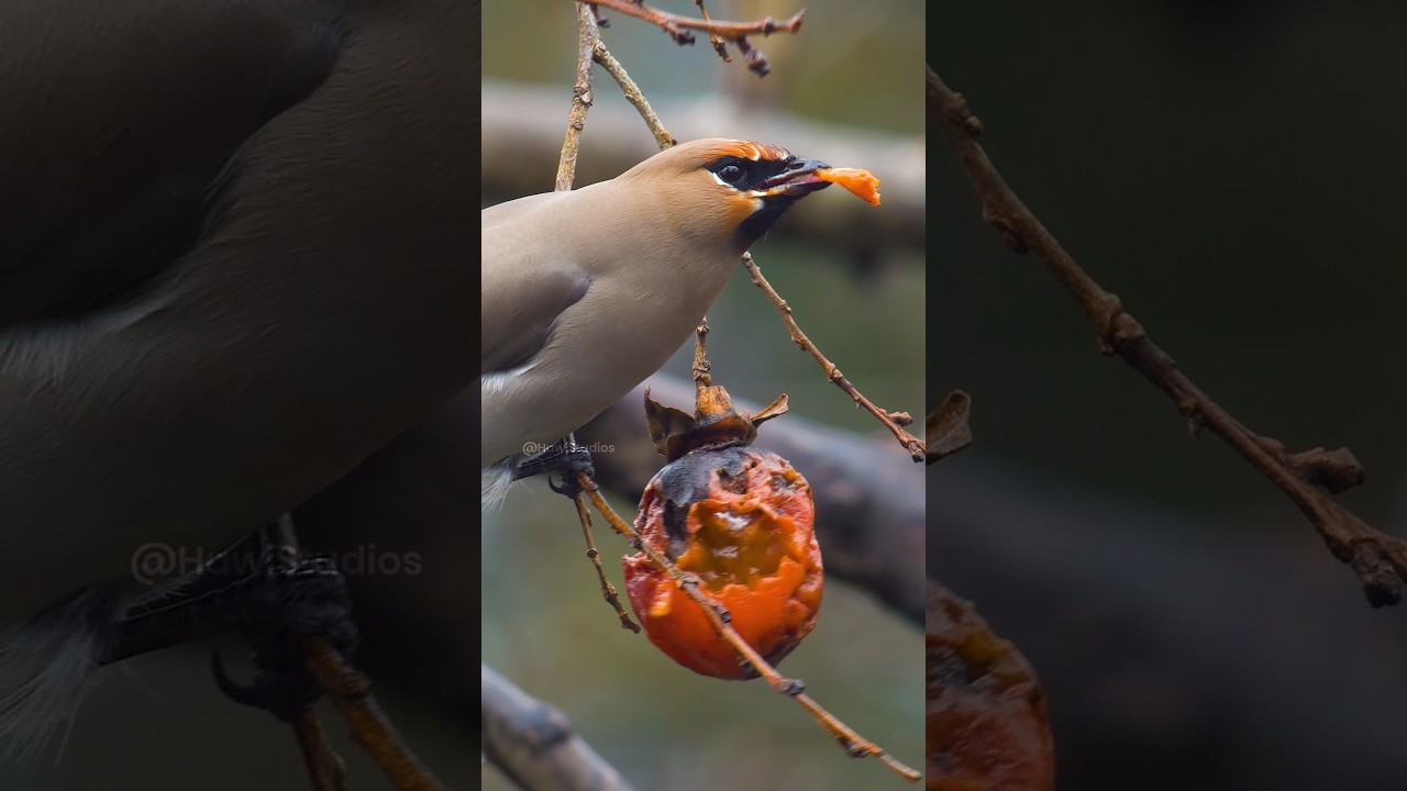 Waxwing Bird Eating a Fruit  Wincent   ujnQy 