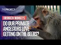 Science Has Found Monkeys In Panama Prefer Fruit That