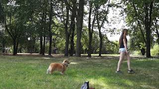 Trailer Amaizing Dog Trick by Lucy by Lucy shetland sheepdog 331 views 2 years ago 1 minute
