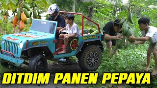 JEEP MUATAN PEPAYA!! DITDIM BANTUIN PANEN PEPAYA PAKAI JEEP..