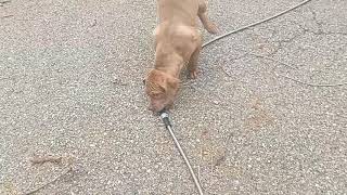 pit bull vs the bionic steel hose by Aftershock American bully 45 views 2 years ago 1 minute, 42 seconds