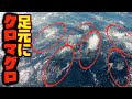 クロマグロの大群、イワシの大群を弾き飛ばす。【釣りAQUA日記】 #Shorts
