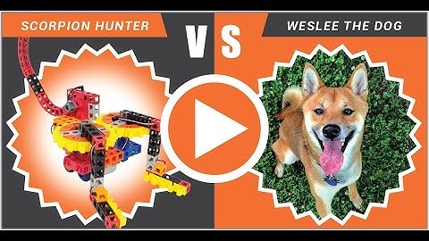 Robot Scorpion vs. Real Dog