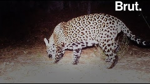 États-Unis : un jaguar a été tué dans de mystérieuses circonstances