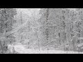 Winter Storm Sound Forest - Heavy Blizzard Snowstorm Ambience &amp; Howling Wind Sounds For Relaxation