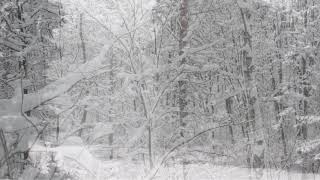 Winter Storm Sound Forest - Heavy Blizzard Snowstorm Ambience &amp; Howling Wind Sounds For Relaxation