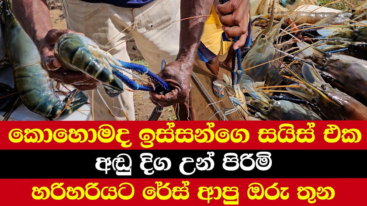 කොහොමද ඉස්සන්ගෙ සයිස් එක | අඬු දිග උන් පිරිමි | හරිහරියට රේස් ආපු ඔරු තුන