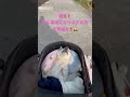 高速ドナドナで爺や様の元に向かう女中と賢殿様。