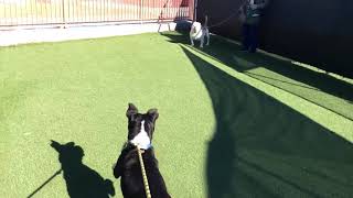 Ruthie meets UGA
