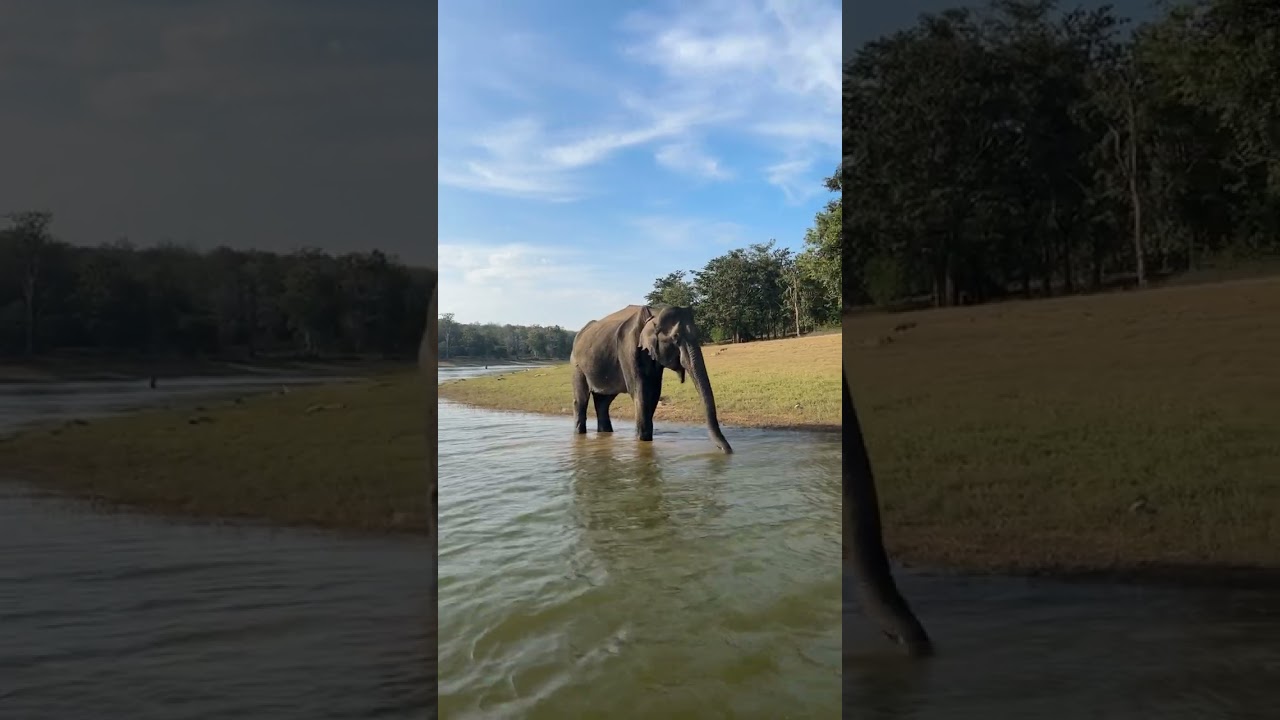 Makhna from Kabini😍 