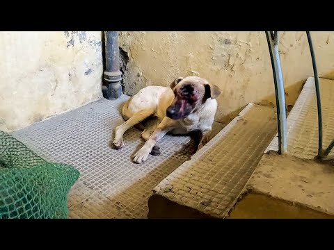 Dog With Maggot-Infested Eye Wound | Skull Bone Exposed