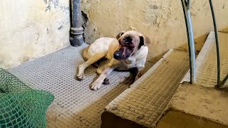 Dog With Maggot-Infested Eye Wound | Skull Bone Exposed