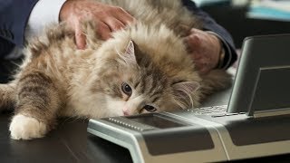 НЕ ДЕТСКИЕ ПРИКОЛЫ Смешные дети Домашние животные - Смешно до слез (2019) МатроскинТВ НЕ ДЕТСКИЕ ПРИКОЛЫ Смешные дети Домашние животные - Смешно до слез (2019) МатроскинТВ