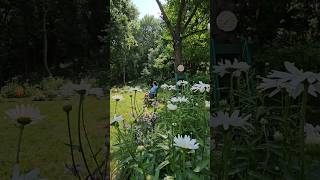 beautiful day #summer #backyard #garden #flowers #nature #gardening #yard