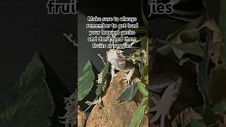 Facts for new leopard gecko owners