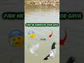 बाजी वाला कबूतर पानी मैं डूब गया 🕊️😰#petlover #kabootar #birds #minivlog #shortsfeed #shorts