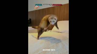 Other Animals Jumping Vs Dogs Jumping ☠️ #dog #edit #usa #fyp #trollface #troll