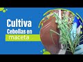 ✅ CULTIVA EN TU HUERTA CEBOLLAS desde SEMILLAS en macetas 🌱