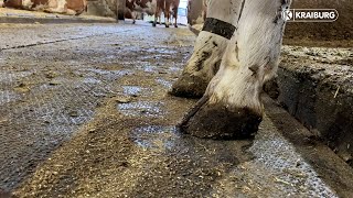 Gesündere Milchkühe und optimierter Kuhverkehr durch weiche Laufflächen screenshot 5