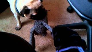 Pug of War