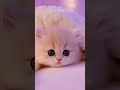 Lucu Banget! 🥰 Funny Kittens Playing 🐾 बिल्ली के बच्चे | Mèo con đáng yêu #cat #memes #cute #usa