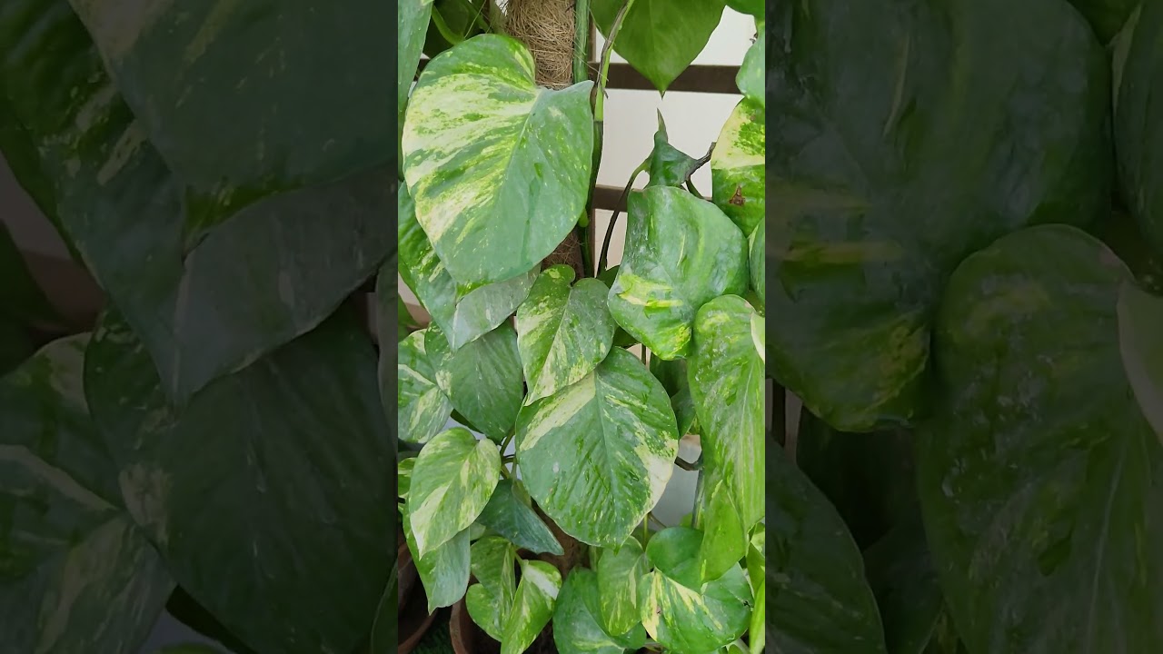 money plant growth hacks, money plant growing ideas indoor, kk home gardening 