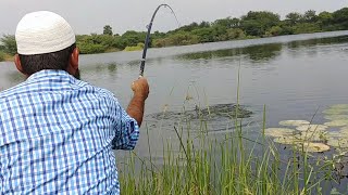 Fish Hunting||Rohu fishing||Rohu fish catching