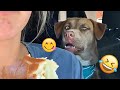 I dare you not to LAUGH at these FUNNY DOGS 😁🦮 - Best Funny Animals Videos 2025 #123