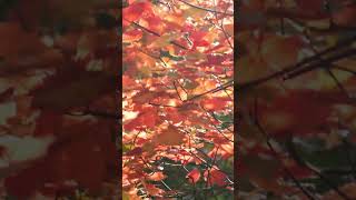 Просто невероятная мелодия!Я хочу услышать это снова Музыка невероятно красивая!Сергей Грищук #Short