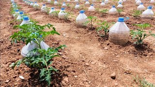 Domatesi̇ Di̇ki̇n Susuz Yeti̇şti̇ri̇n Grow Tomatoes Without Water