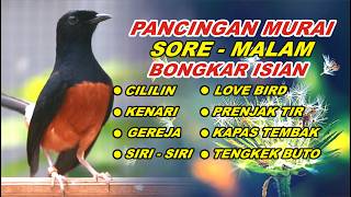 🔴 LIVE 82 - PANCINGAN MURAI BATU FULL ISIAN TEMBAKAN KASAR, MELATIH MURAI BATU EMOSI BONGKAR ISIAN