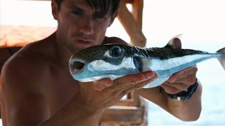 Sea fishing - Fishing Fugu fish (part 3)