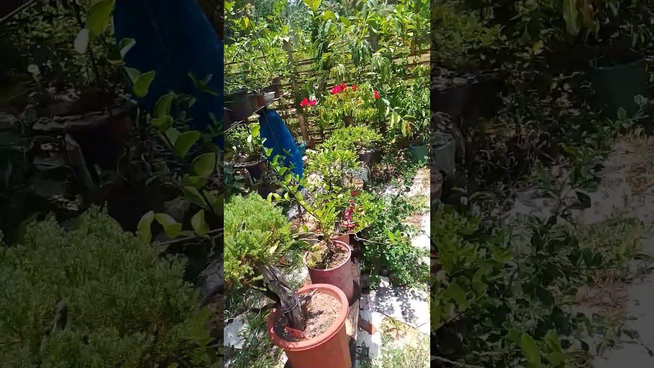 ang init #bonsai #bonsaitree #indoorplants #ytshorts