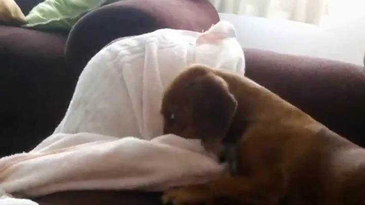 Minha cachorra linda